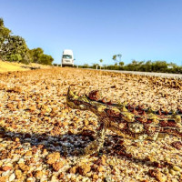 Der Roadtrip startet: Denham - Shark Bay, Australien, 14.10.2024