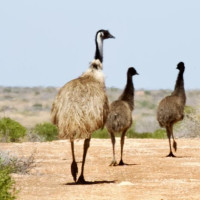 Der Roadtrip startet: Denham - Shark Bay, Australien, 14.10.2024