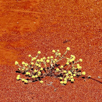 Der Roadtrip startet: Denham - Shark Bay, Australien, 14.10.2024