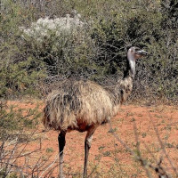 Die besondere Tierwelt von Monkey Mia: Denham, Australien, 17.10.2024