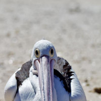 Die besondere Tierwelt von Monkey Mia: Denham, Australien, 17.10.2024