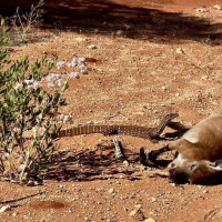 Die besondere Tierwelt von Monkey Mia: Denham, Australien, 17.10.2024