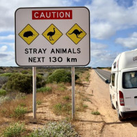 Die besondere Tierwelt von Monkey Mia: Denham, Australien, 17.10.2024