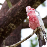 Die besondere Tierwelt von Monkey Mia: Denham, Australien, 17.10.2024