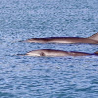 Die besondere Tierwelt von Monkey Mia: Denham, Australien, 17.10.2024