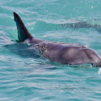 Die besondere Tierwelt von Monkey Mia: Denham, Australien, 17.10.2024