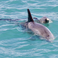 Die besondere Tierwelt von Monkey Mia: Denham, Australien, 17.10.2024