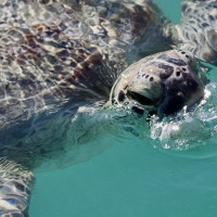 Die besondere Tierwelt von Monkey Mia: Denham, Australien, 17.10.2024