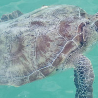 Die besondere Tierwelt von Monkey Mia: Denham, Australien, 17.10.2024