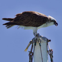 Die besondere Tierwelt von Monkey Mia: Denham, Australien, 17.10.2024