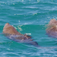 Die besondere Tierwelt von Monkey Mia: Denham, Australien, 17.10.2024