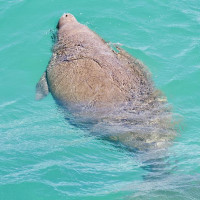 Die besondere Tierwelt von Monkey Mia: Denham, Australien, 17.10.2024