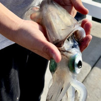 Rotto, Giants Of Mandurah & Busselton Jetty: Busselton, Australien, 20.10.2024