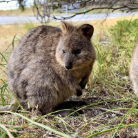 Rotto, Giants Of Mandurah & Busselton Jetty: Busselton, Australien, 20.10.2024