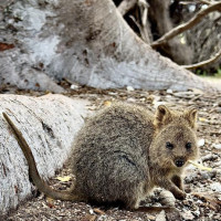Rotto, Giants Of Mandurah & Busselton Jetty: Busselton, Australien, 20.10.2024