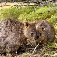 Rotto, Giants Of Mandurah & Busselton Jetty: Busselton, Australien, 20.10.2024