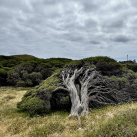 Rotto, Giants Of Mandurah & Busselton Jetty: Busselton, Australien, 20.10.2024