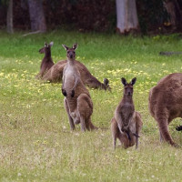 Magaret Region und eine versteinerte Welle: Valley, Australien, 23.10.2024