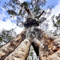 Magaret Region und eine versteinerte Welle: Valley, Australien, 23.10.2024