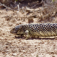 Traumhafte Strände, keine und große Buchten und viele Kilometer auf dem Asphalt: Elloston, Australien, 26.10.2024