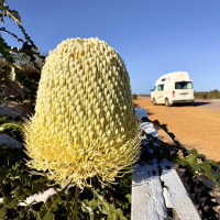 Traumhafte Strände, keine und große Buchten und viele Kilometer auf dem Asphalt: Elloston, Australien, 26.10.2024