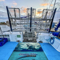 der Versuch einen weißen Hai zu sehen: Port Lincoln, Australien, 31.10.2024