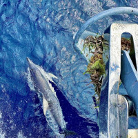 der Versuch einen weißen Hai zu sehen: Port Lincoln, Australien, 31.10.2024