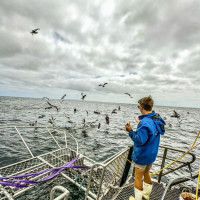 der Versuch einen weißen Hai zu sehen: Port Lincoln, Australien, 31.10.2024