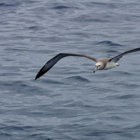 der Versuch einen weißen Hai zu sehen: Port Lincoln, Australien, 31.10.2024