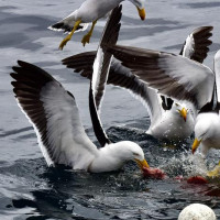 der Versuch einen weißen Hai zu sehen: Port Lincoln, Australien, 31.10.2024