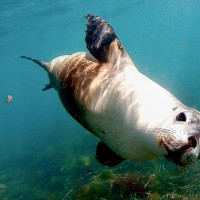 der Versuch einen weißen Hai zu sehen: Port Lincoln, Australien, 31.10.2024