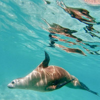 der Versuch einen weißen Hai zu sehen: Port Lincoln, Australien, 31.10.2024