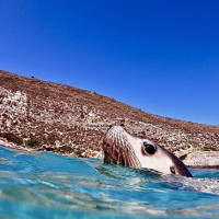 der Versuch einen weißen Hai zu sehen: Port Lincoln, Australien, 31.10.2024