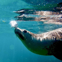 der Versuch einen weißen Hai zu sehen: Port Lincoln, Australien, 31.10.2024