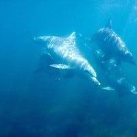 der Versuch einen weißen Hai zu sehen: Port Lincoln, Australien, 31.10.2024