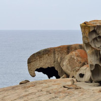 Kangaroo Island - 4 Tage: Pennneshaw, Australien, 06.11.2024