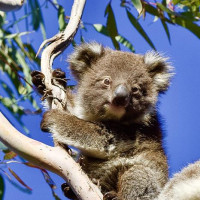 Kangaroo Island - 4 Tage: Pennneshaw, Australien, 06.11.2024