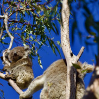 Kangaroo Island - 4 Tage: Pennneshaw, Australien, 06.11.2024