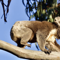 Kangaroo Island - 4 Tage: Pennneshaw, Australien, 06.11.2024