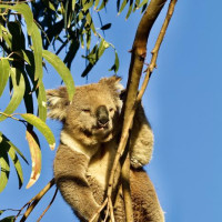 Kangaroo Island - 4 Tage: Pennneshaw, Australien, 06.11.2024