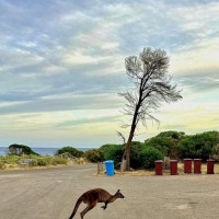 Kangaroo Island - 4 Tage: Pennneshaw, Australien, 06.11.2024