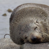 Kangaroo Island - 4 Tage: Pennneshaw, Australien, 06.11.2024