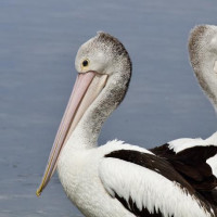 Kangaroo Island - 4 Tage: Pennneshaw, Australien, 06.11.2024