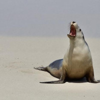 Kangaroo Island - 4 Tage: Pennneshaw, Australien, 06.11.2024