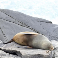 Kangaroo Island - 4 Tage: Pennneshaw, Australien, 06.11.2024