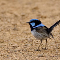 Kangaroo Island - 4 Tage: Pennneshaw, Australien, 06.11.2024