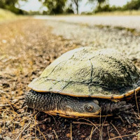 Mount Gambier, Halls Gap - Grampians NP, Great Ocean Road: Geelong, Australien, 10.11.2024