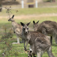 Mount Gambier, Halls Gap - Grampians NP, Great Ocean Road: Geelong, Australien, 10.11.2024