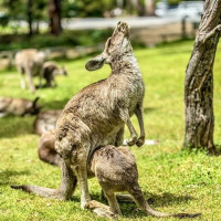 Mount Gambier, Halls Gap - Grampians NP, Great Ocean Road: Geelong, Australien, 10.11.2024