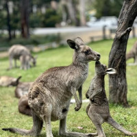Mount Gambier, Halls Gap - Grampians NP, Great Ocean Road: Geelong, Australien, 10.11.2024